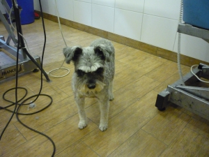 Mika nach der Schur mit einem flotten Schnauzer-Schnitt.