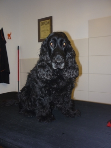 CockerSpaniel Max aus Bad Endorf vorher